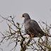 Vertébrés Oiseaux partie 5 (pigeons, guêpiers, coucous)